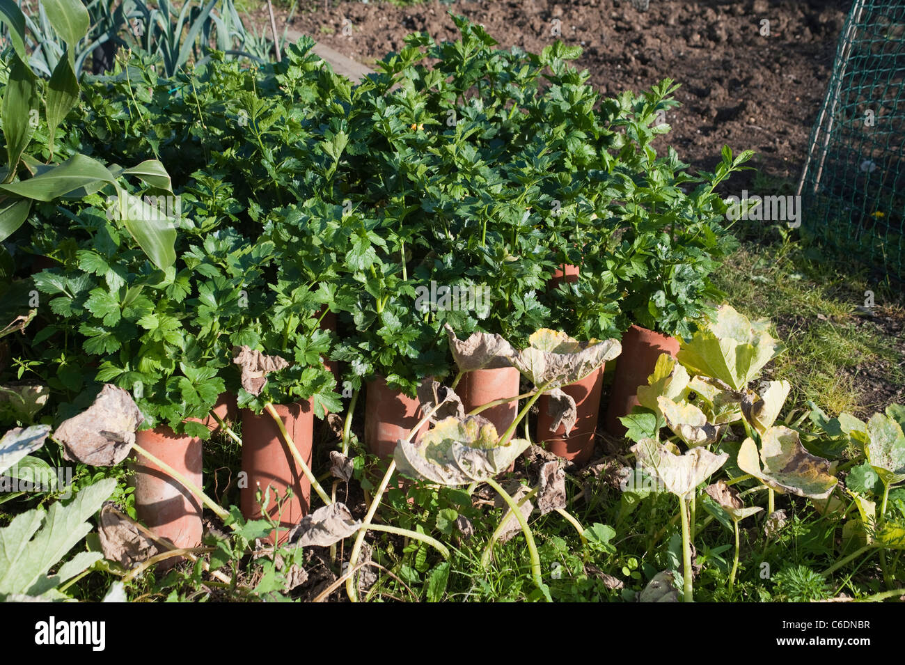 Il sedano in tubi di terracotta crescente nel soleggiato sole estivo in agosto al riparto. Foto Stock