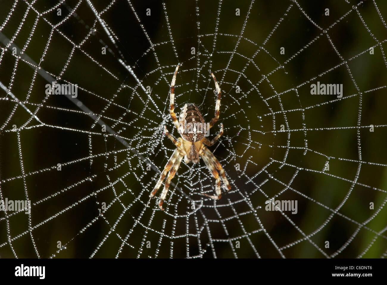 Giardino spider, Araneus diadematus sul web coperto in mattinata gocce di rugiada, REGNO UNITO Foto Stock