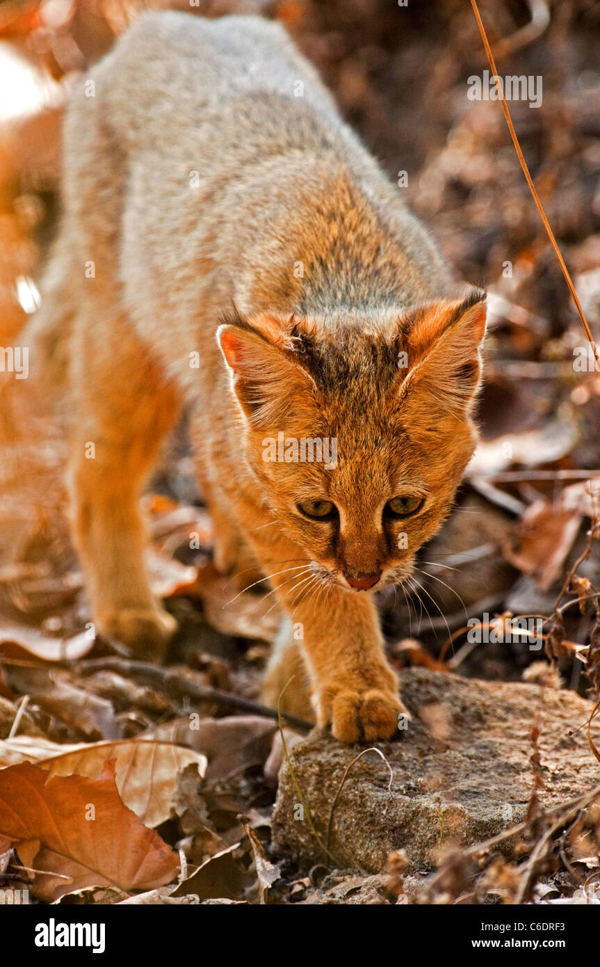 Jungle cat in India Foto Stock