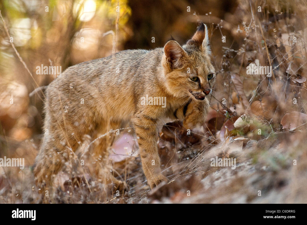 Jungle cat in India Foto Stock