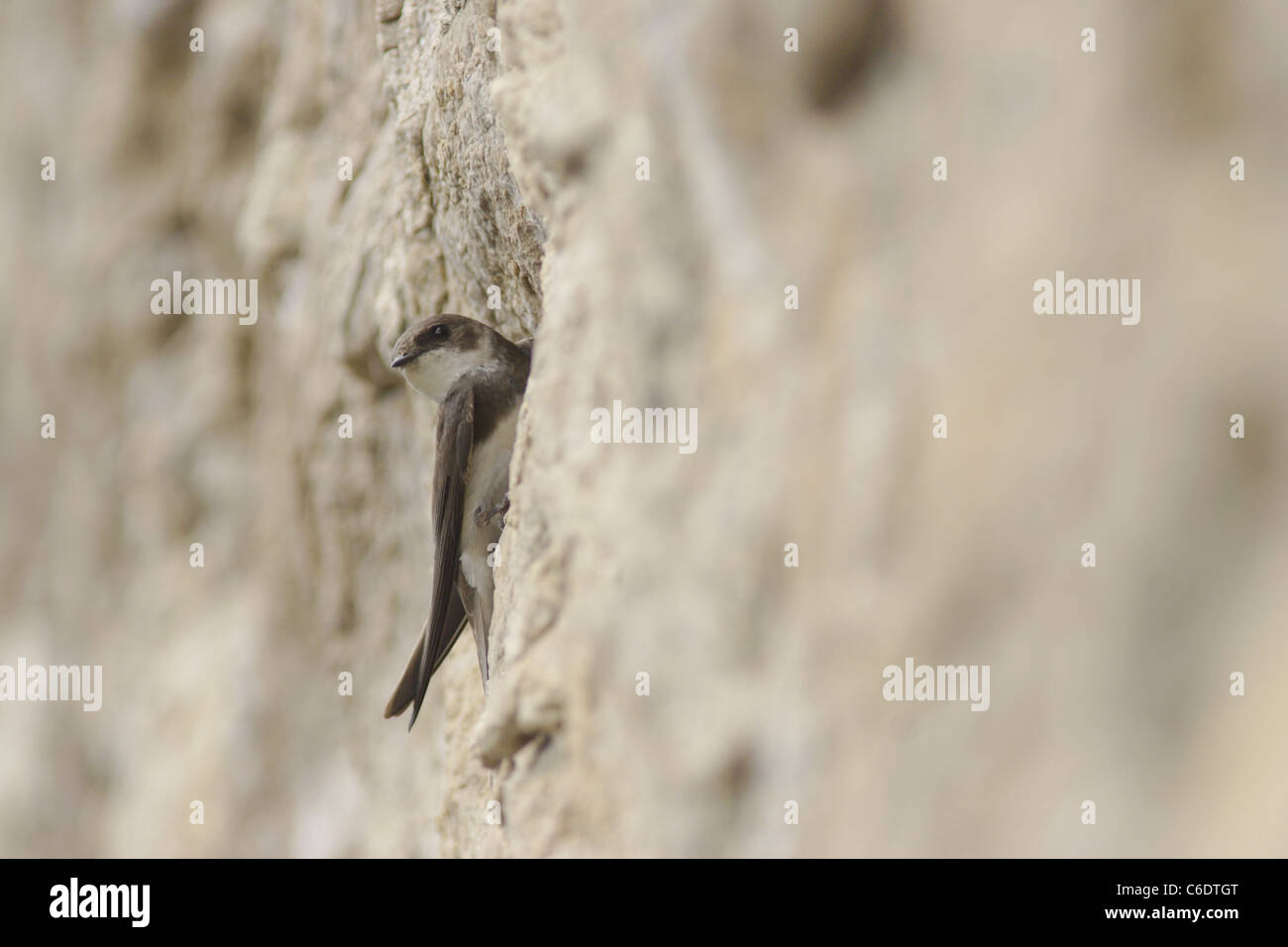 Sabbia Martin (Riparia Riparia) a nido foro nel muro di pietra arenaria, molla, West Yorkshire, Regno Unito Foto Stock