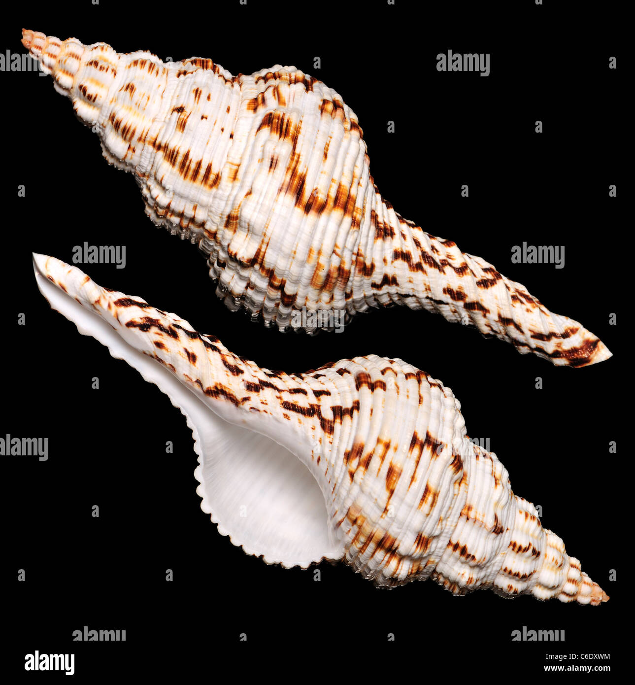 Mandrino Nicobar shell (Fusinus nicobaricus) 14cm. Regione: Indo-pacifico Foto Stock