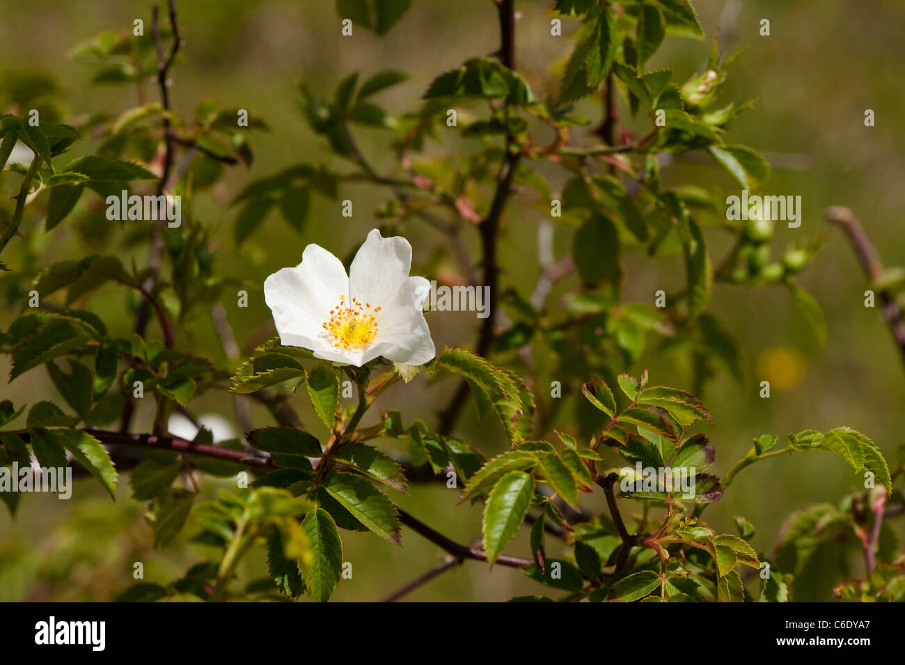 Rosa canina Rosa canina, in fiore Foto Stock