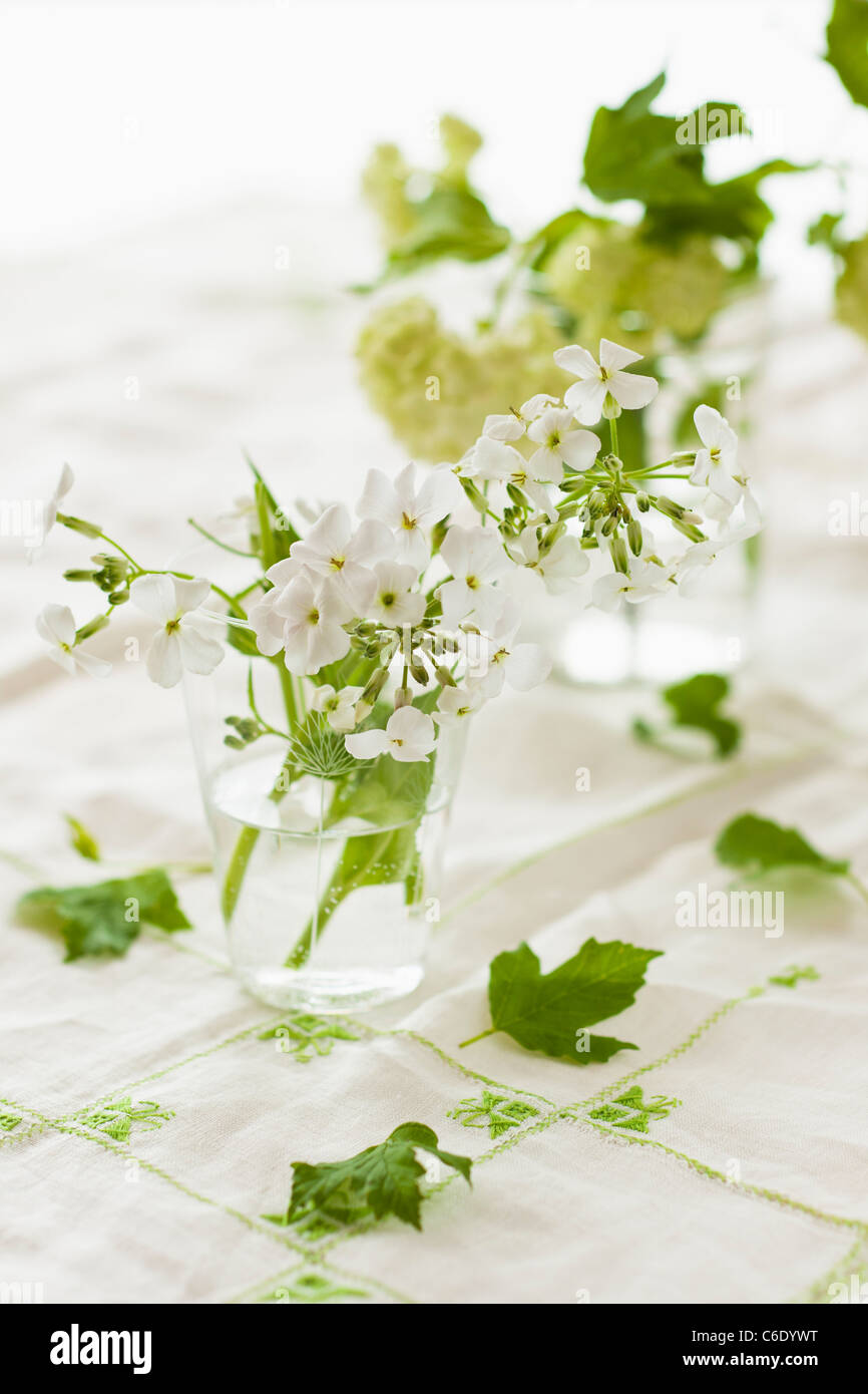 Fiori di colore bianco con foglie verdi in vasi Foto Stock