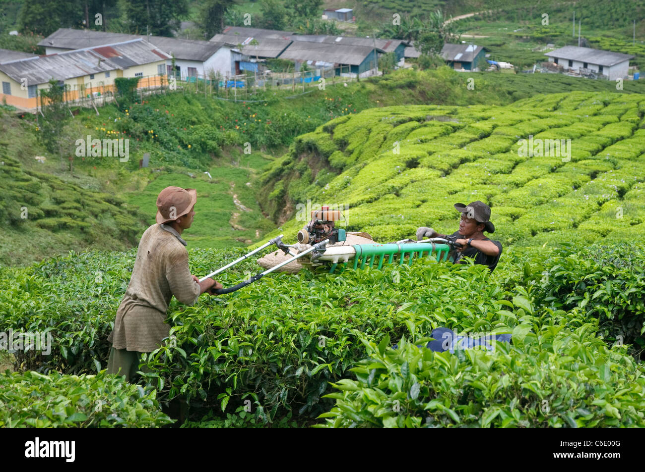 I lavoratori di una piantagione di tè, Cameron Highlands, Malaysia, Asia sud-orientale, Asia Foto Stock