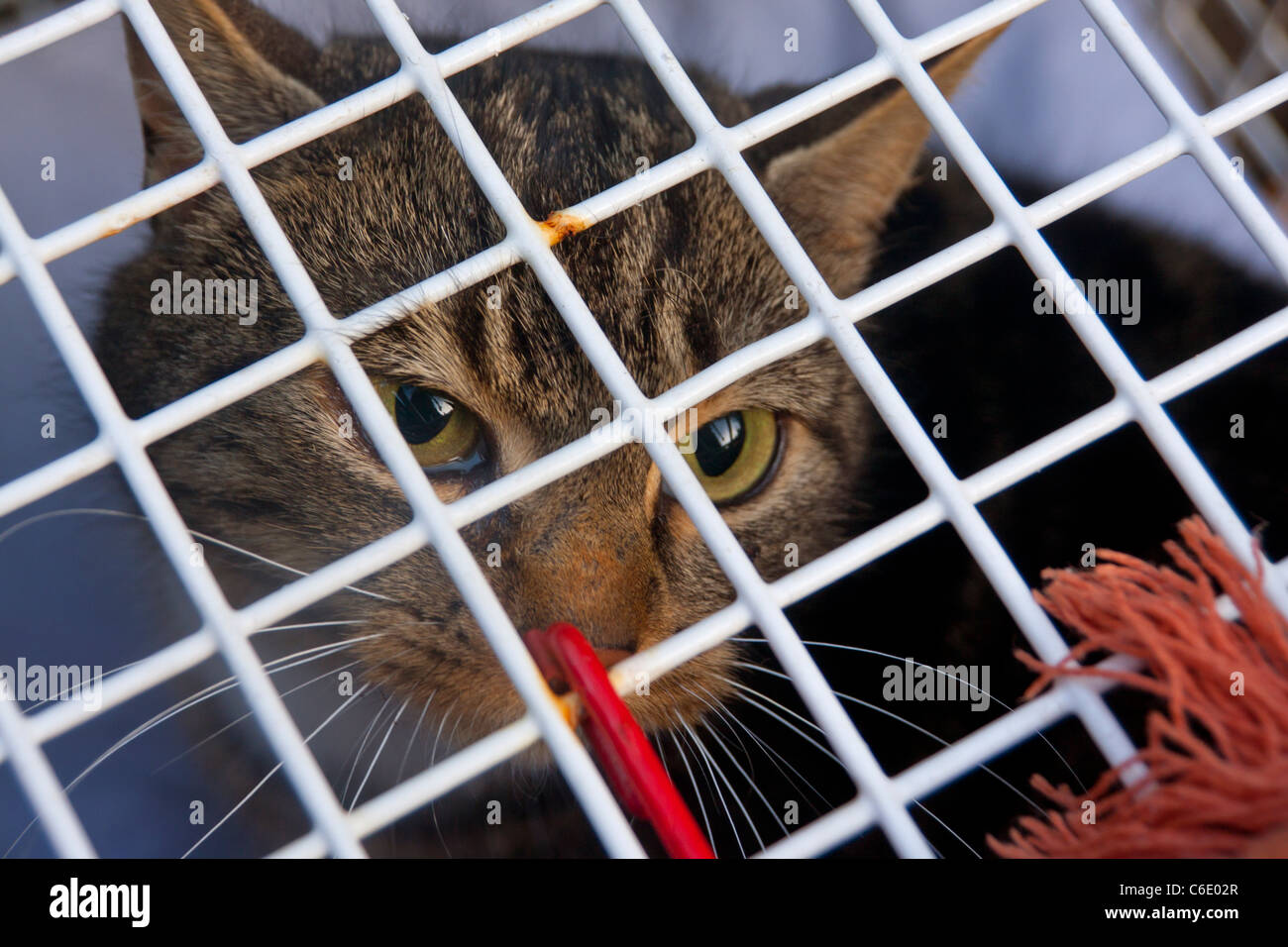 Intrappolato urbano femmina selvatici British Shorthair tabby cat nella trappola a gabbia Felis cattus Cardiff Wales UK Foto Stock