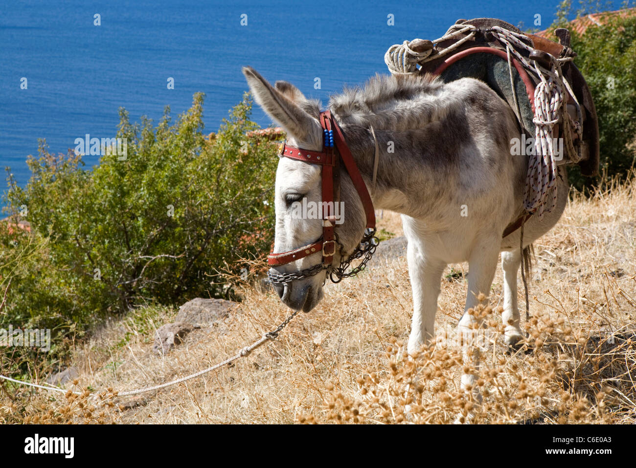 Un asino in attesa per i turisti, Molivos, Grecia Foto Stock