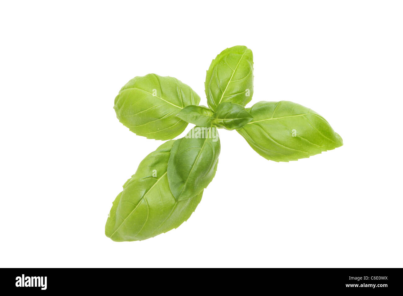 Rametto di basilico fresco herb isolata contro bianco Foto Stock