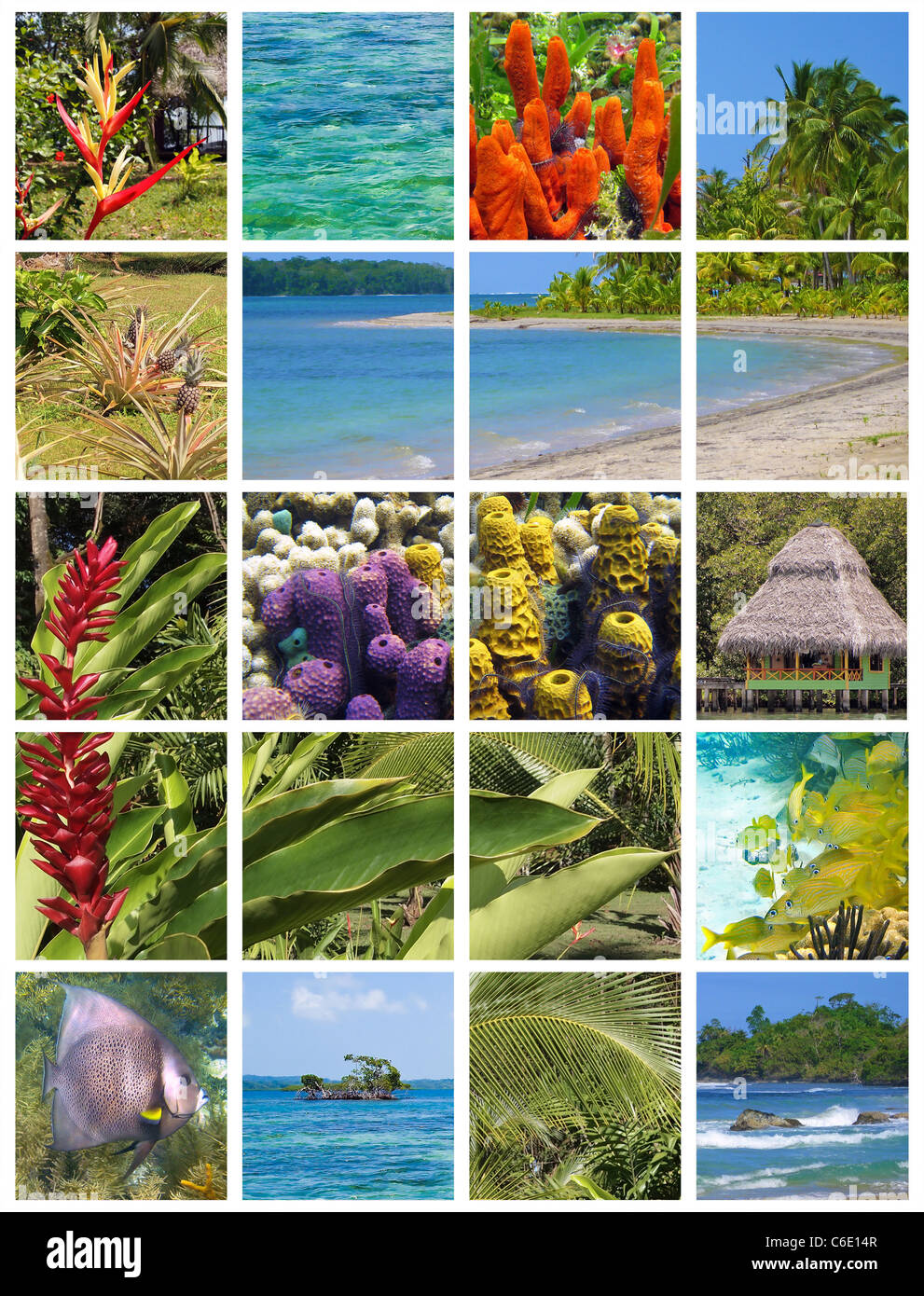 Tropical collage, costa dei Caraibi in america centrale Foto Stock