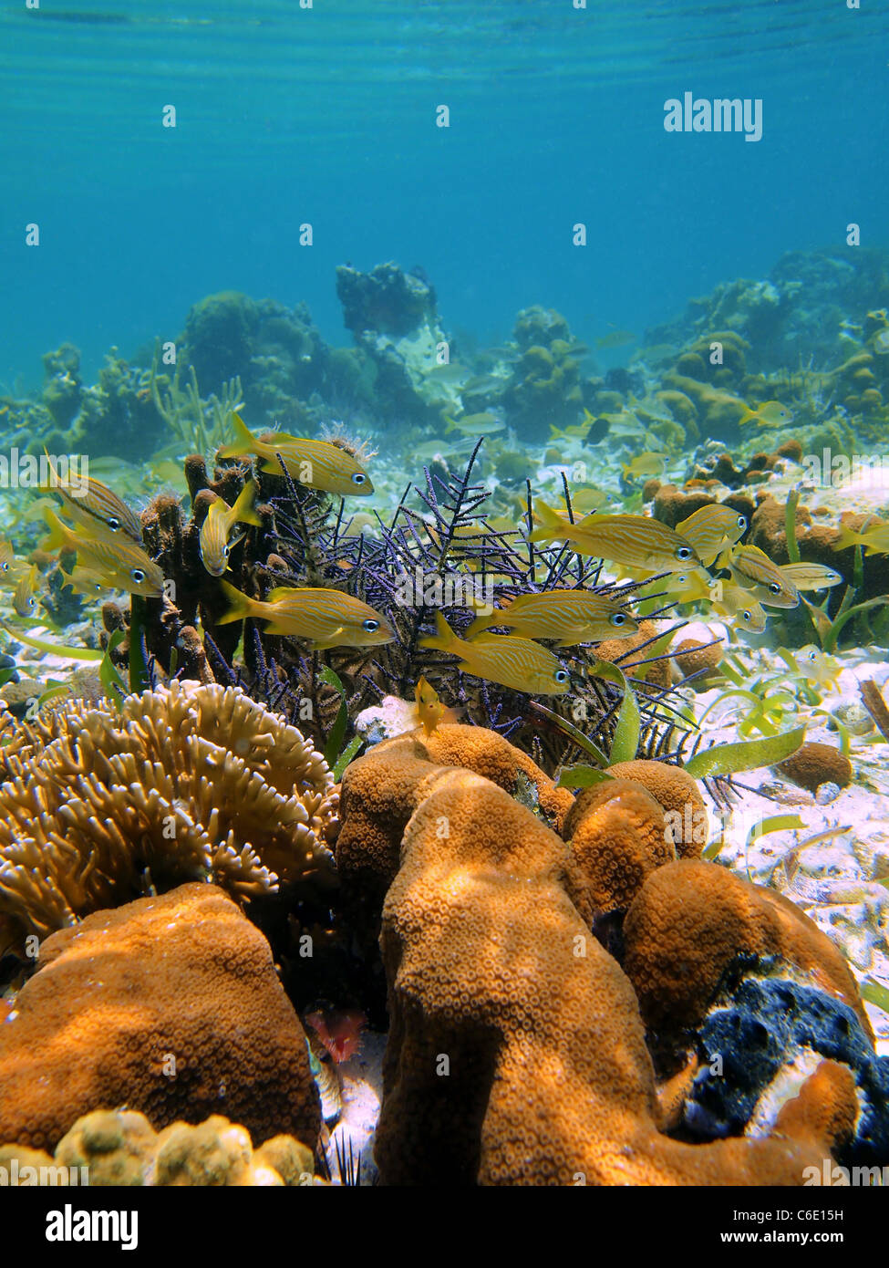 Corallo e grunt francese di pesci nel mare dei Caraibi Foto Stock