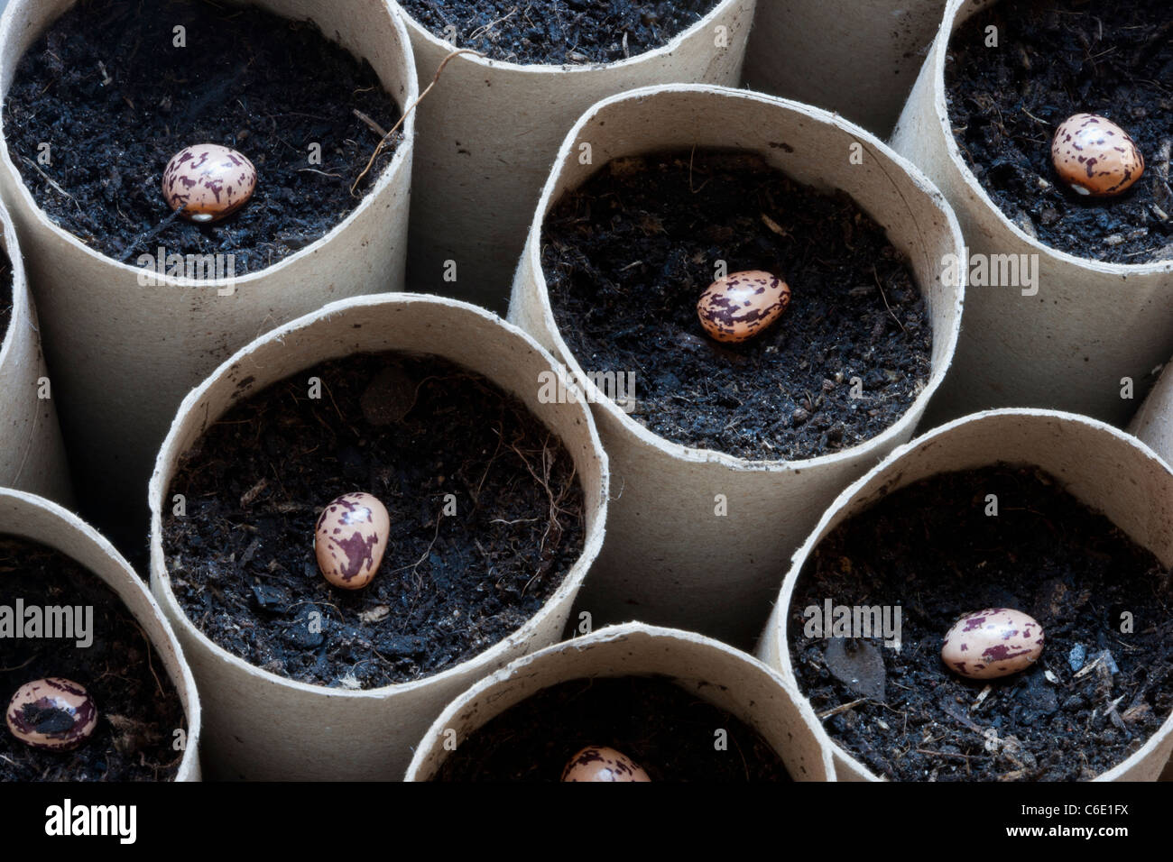 La semina di arrampicata organico di fagiolo francese patrimonio semi di varietà di colore rosso e bianco in cartone wc porta bobina Foto Stock
