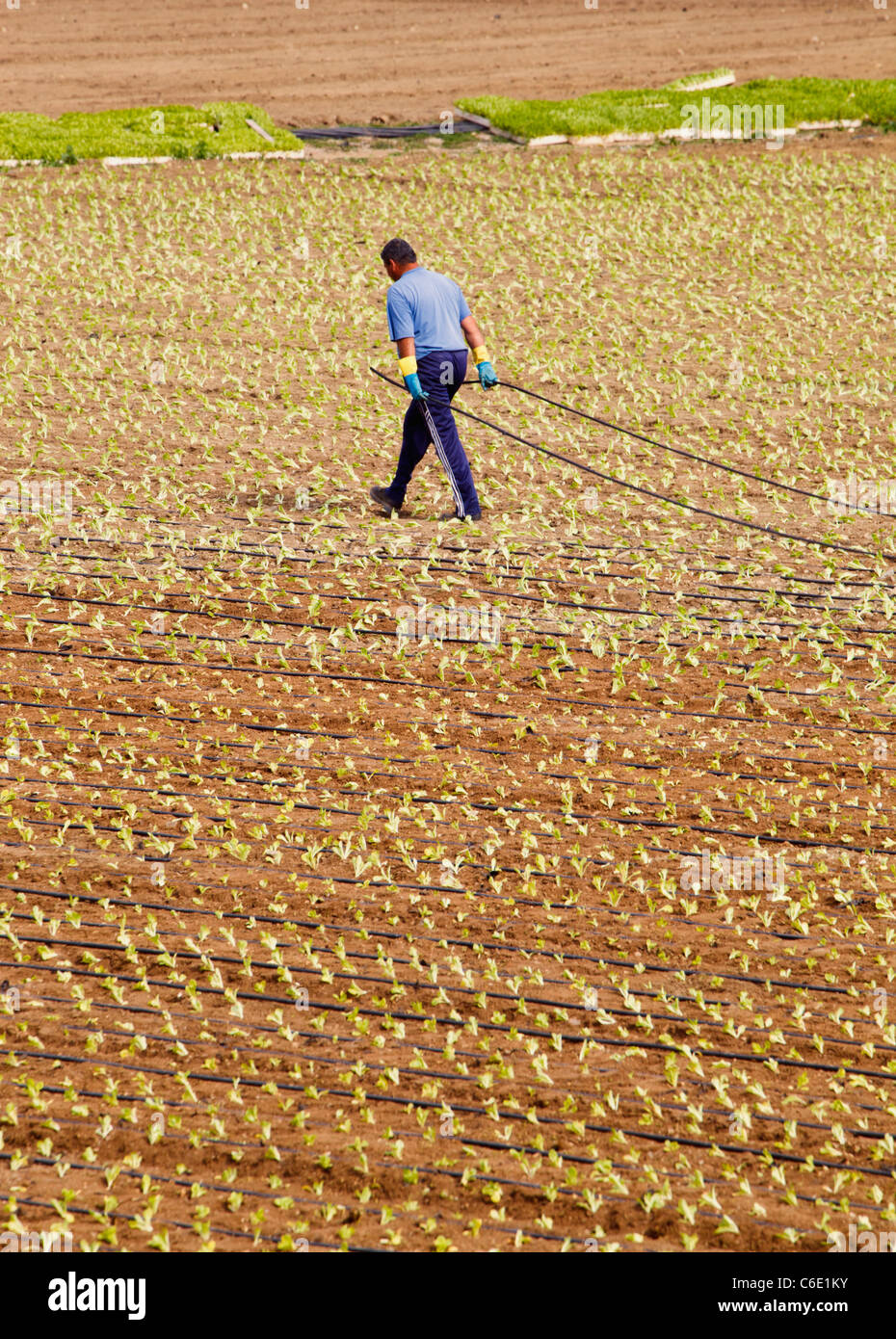 Fattoria di trascinamento dei lavoratori flessibili di irrigazione attraverso il campo di recente piantato la lattuga vicino a El Morche, provincia di Malaga, Spagna Foto Stock