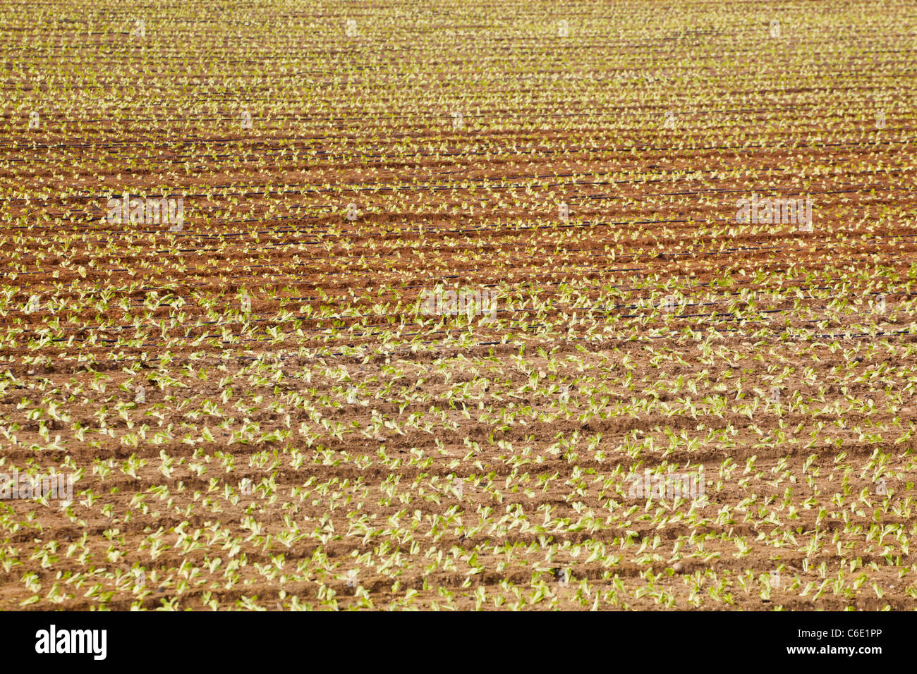 Campo di recente piantato la lattuga vicino a El Morche, provincia di Malaga, Spagna Foto Stock