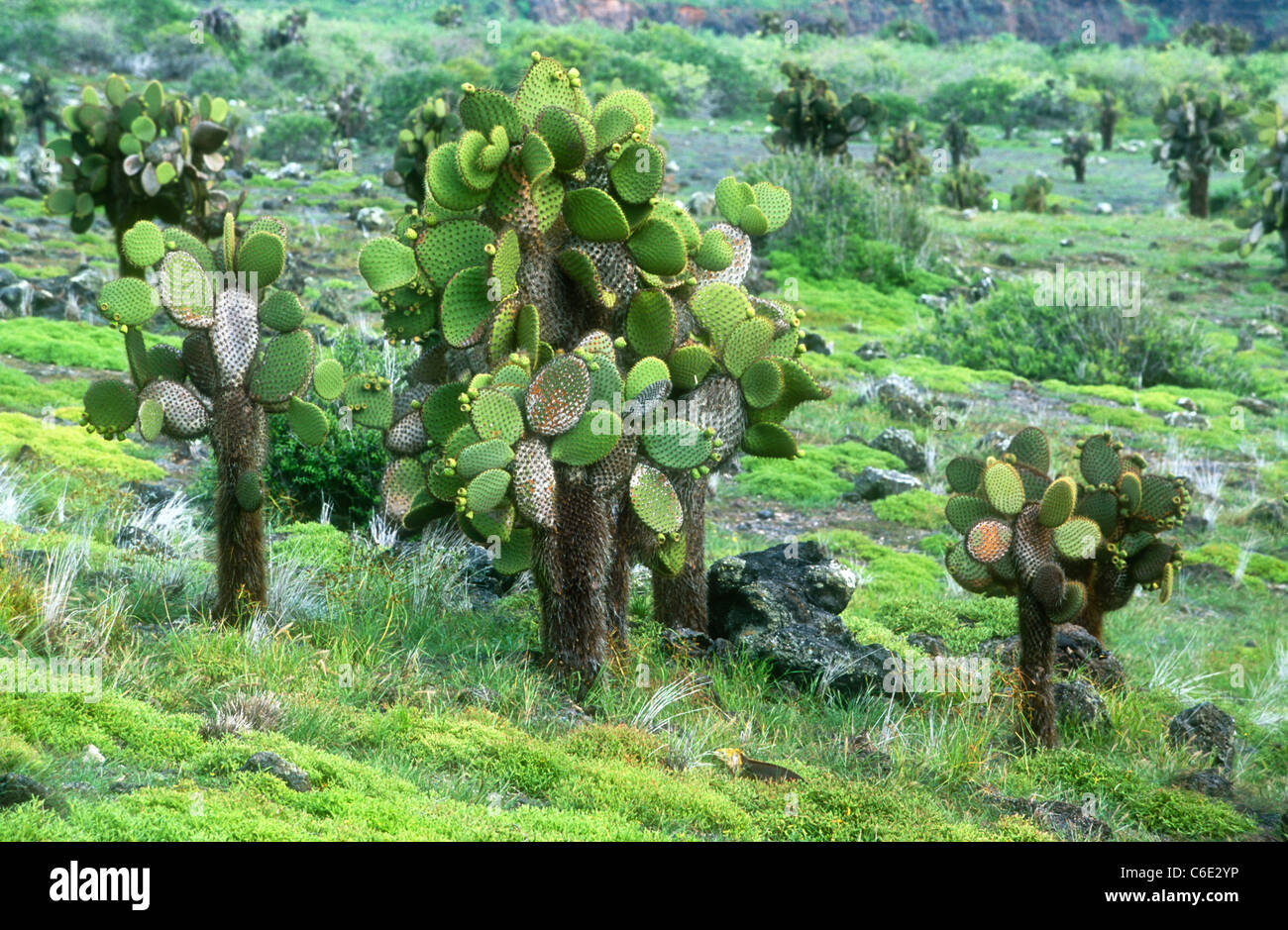 Tree Opuntias, Opuntia echios echios, Plaza Sur, Galapagos Foto Stock