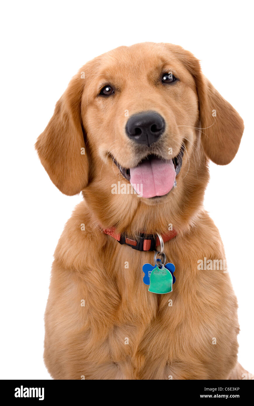 Un felice 6 mese vecchio Golden Retriever contro uno sfondo bianco. Foto Stock