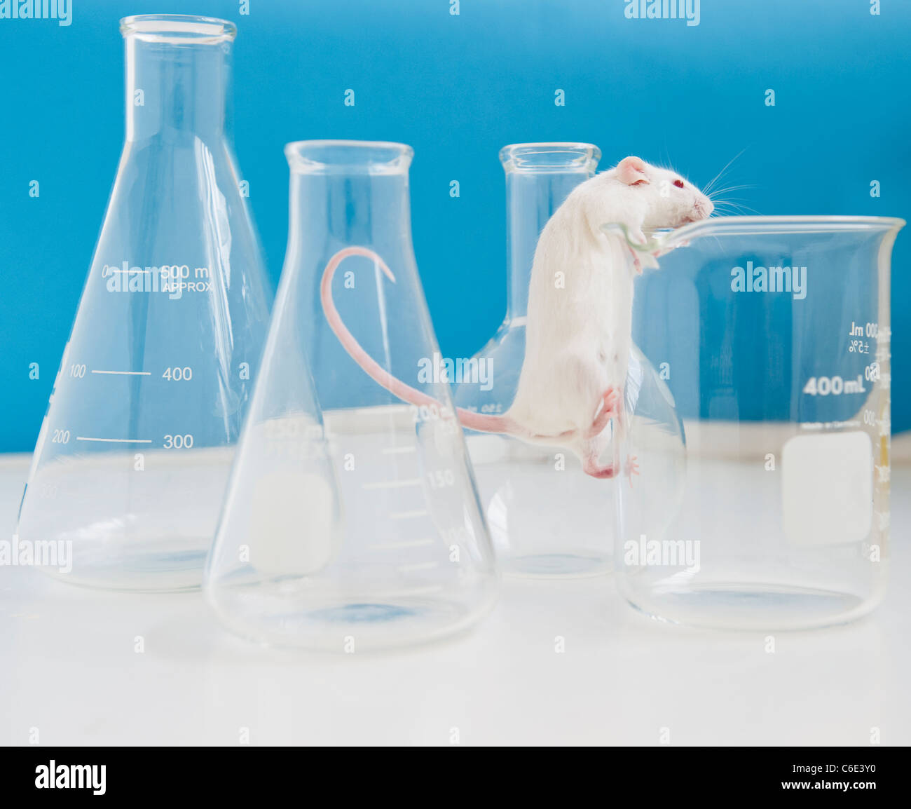 Studio colpo di mouse bianco arrampicata fiala di laboratorio Foto Stock