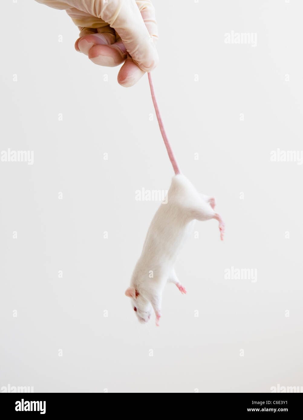 Studio colpo di mano nel guanto tenendo premuto il mouse bianco Foto Stock