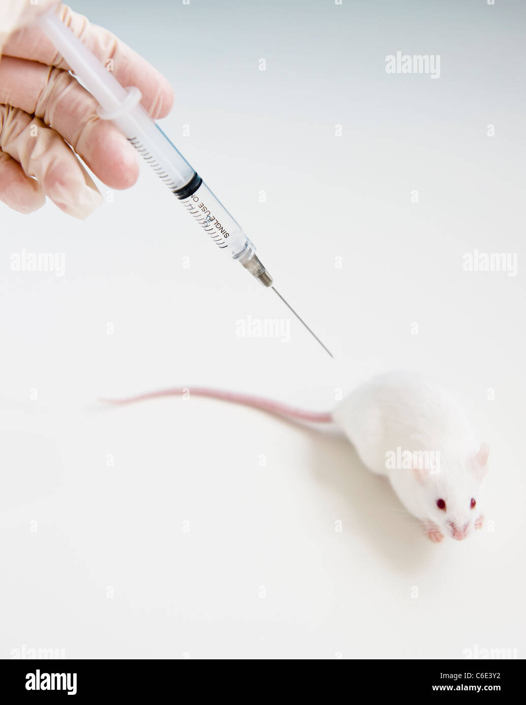 Studio colpo di mano nel guanto tenendo la siringa sopra il mouse bianco Foto Stock