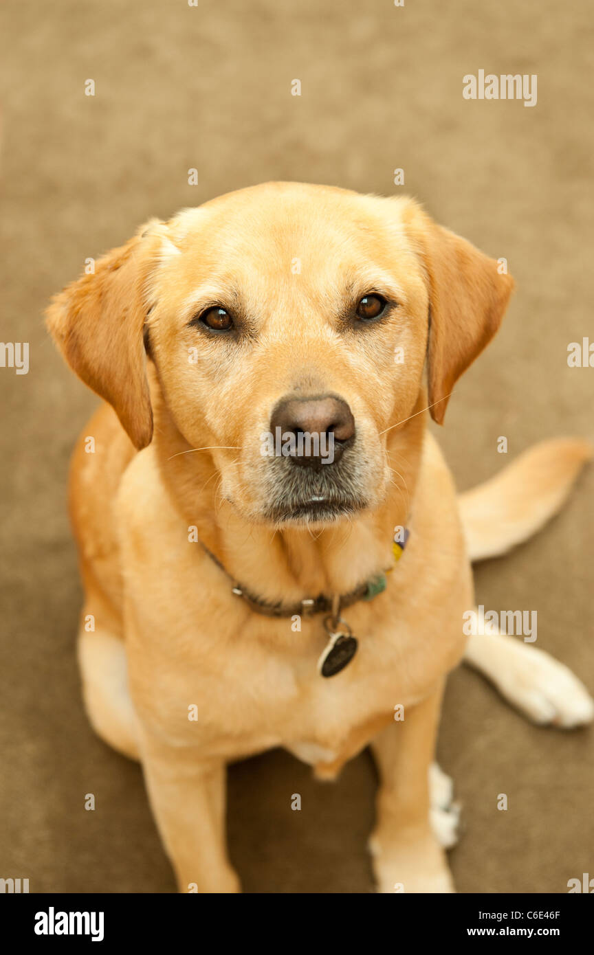 Il Labrador Retriever Golden dog sitter in ambienti interni Foto Stock