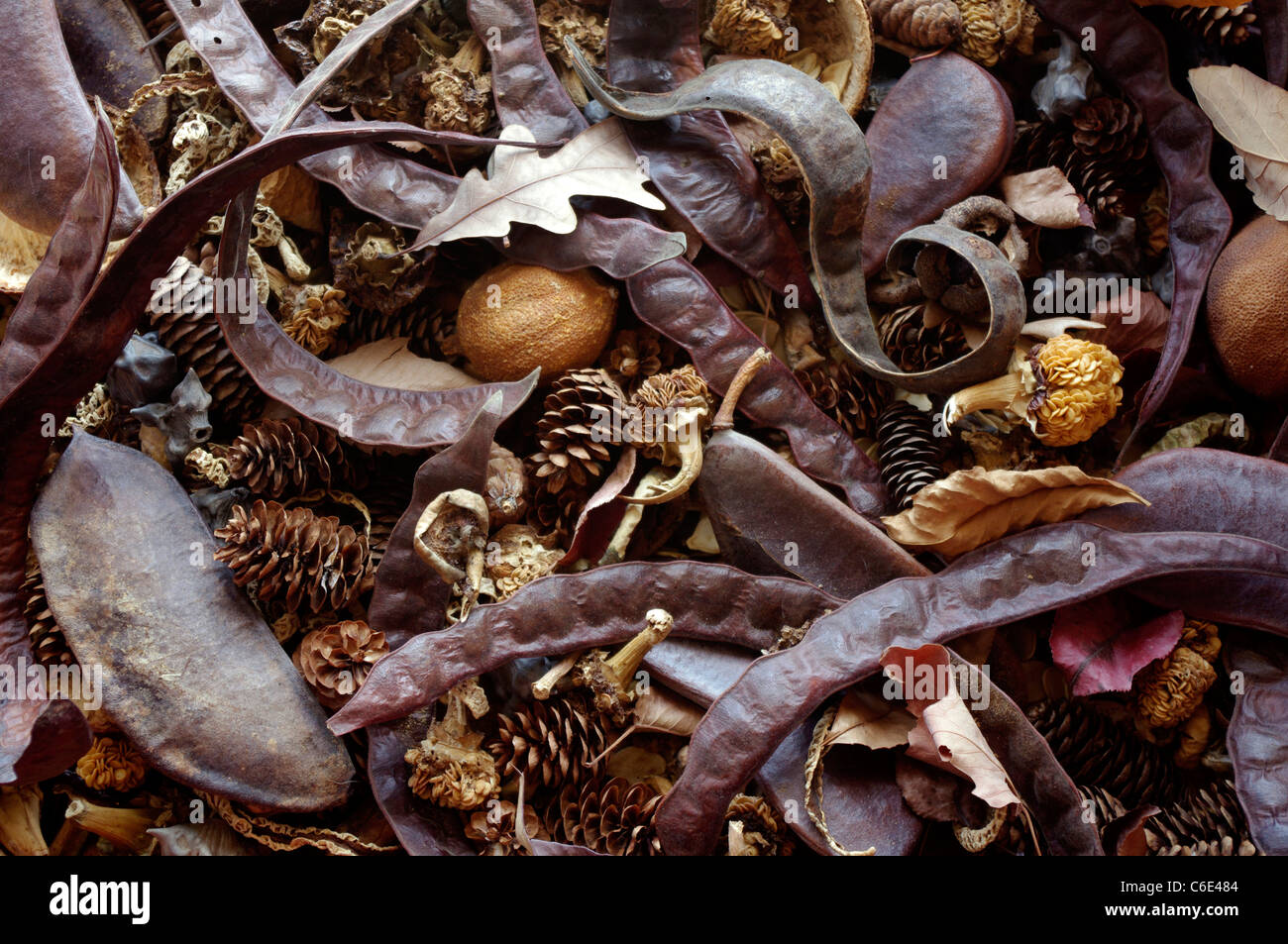 Essiccato pot-pourri di pelli vegetativa, le scorze, coni, baccelli, semi, frutti e un assortimento di materia organica Foto Stock