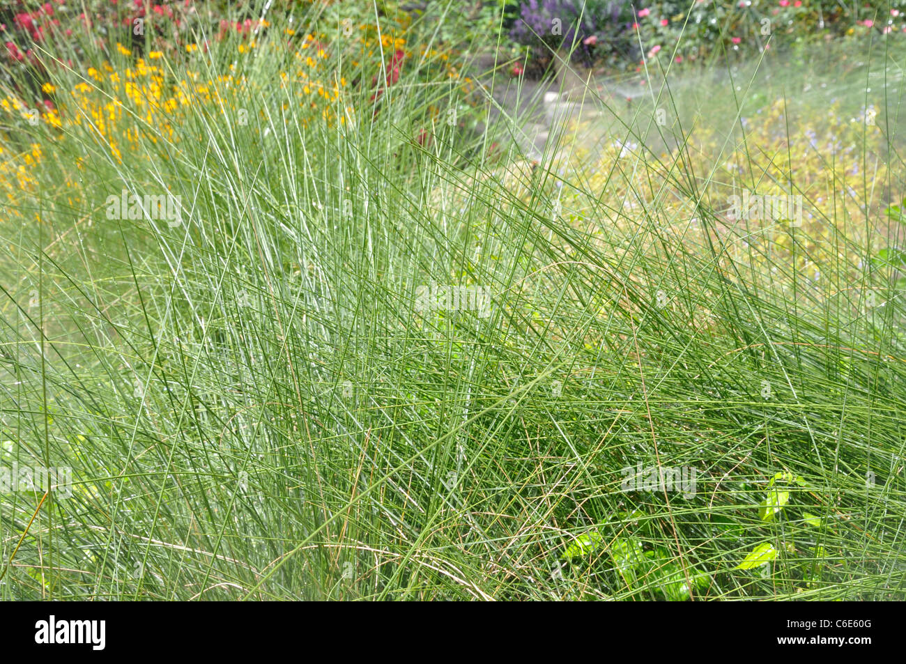 Golfo hairawn Muhly Sweetgrass Muhlenbergia Capillaris Foto Stock