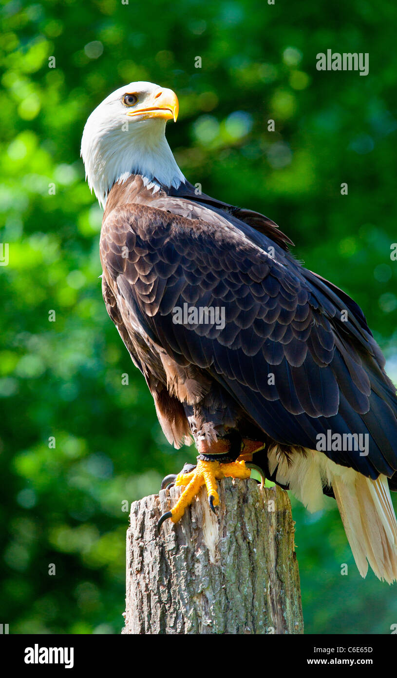 Fauna selvatica nella foresta di Rambouillet Foto Stock