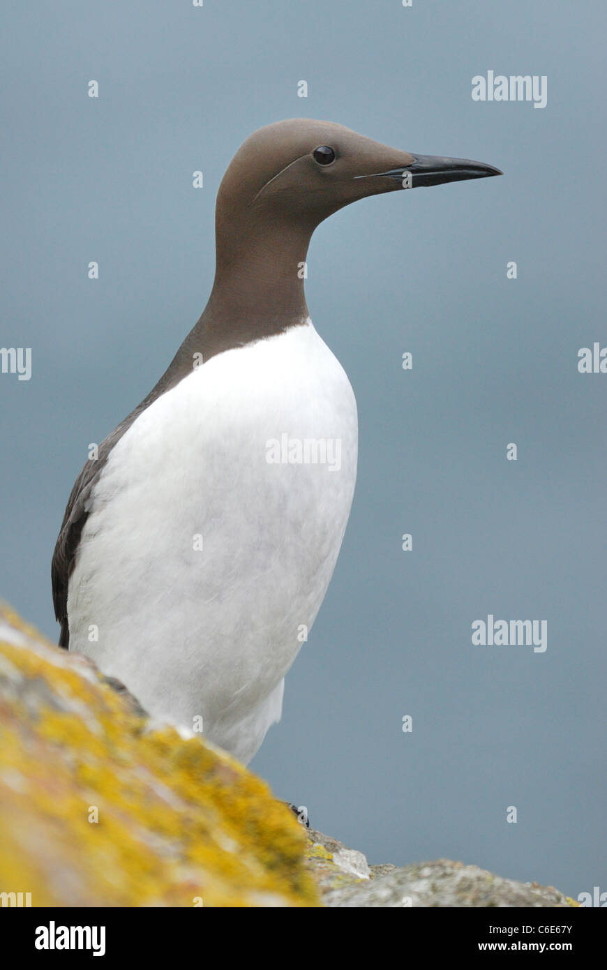 Comune di Guillemot (Uria aalge) sulle scogliere di Skomer Island, Pembrokeshire, Wales, Regno Unito. Maggio 2011. Foto Stock