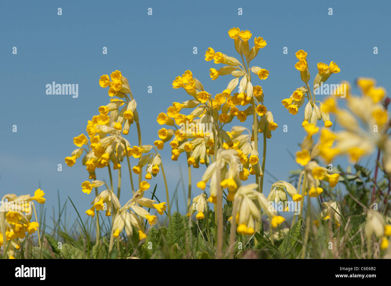 Cowslip (Primula veris) su terrapieni dell'anfiteatro romano, cacciatori di gara, Chichester, West Sussex, Regno Unito. Aprile. Foto Stock