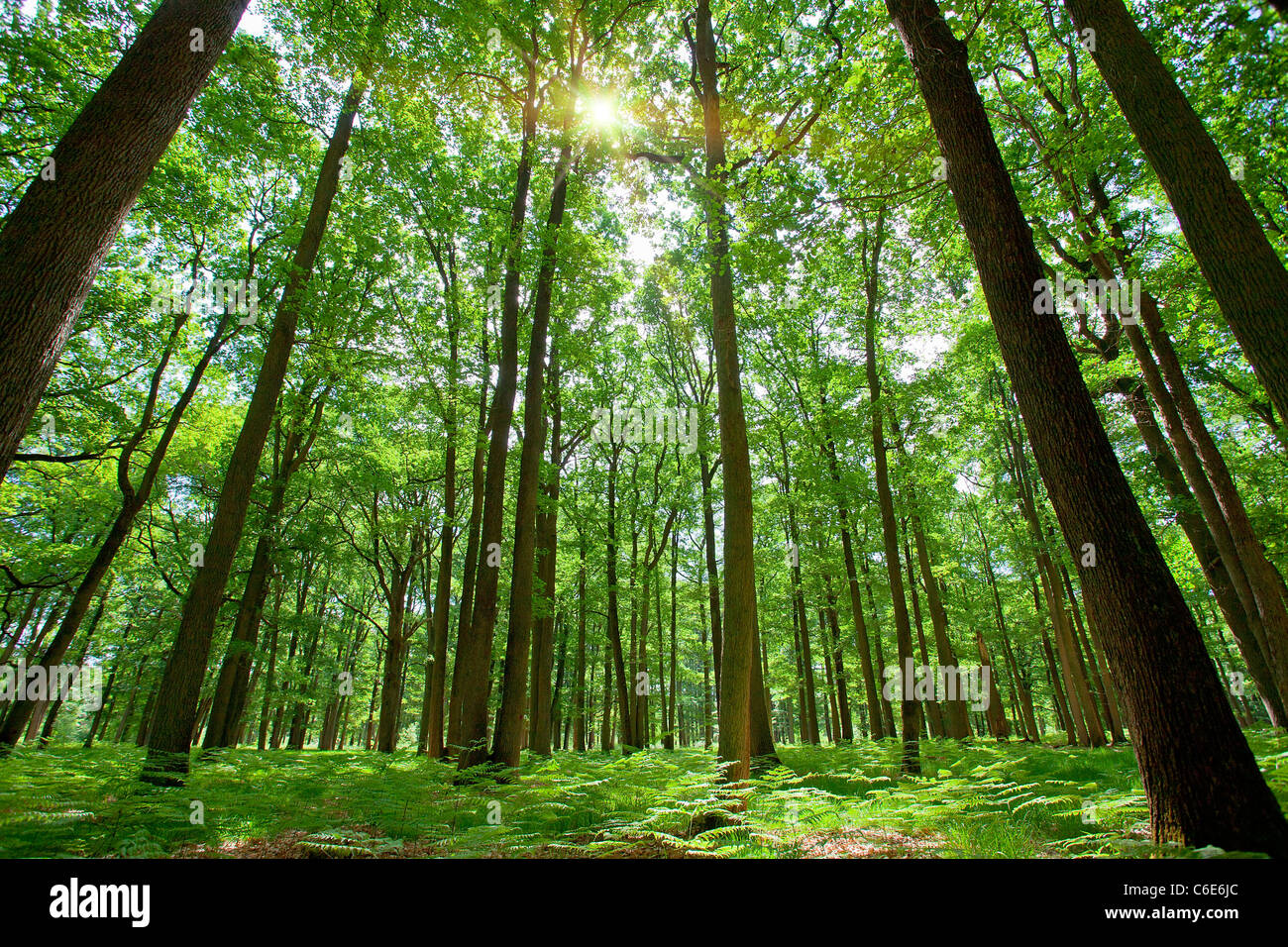 La foresta di Rambouillet, Foto Stock