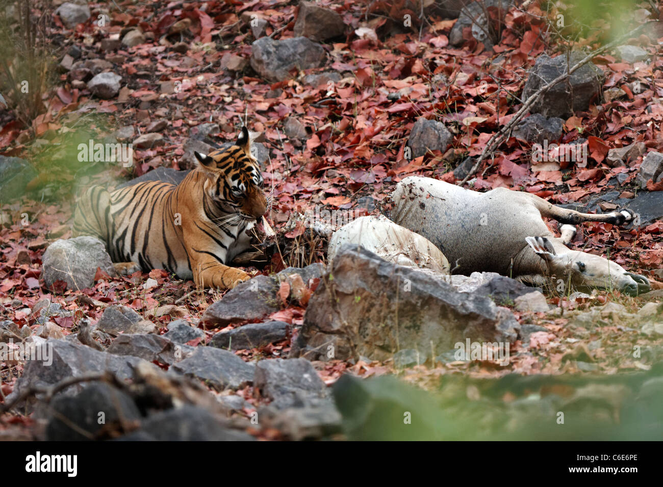 Tigre del Bengala di mangiare un pasto del suo kill Nilgai o blue bull antilope al Ranthambhore, India. ( Panthera Tigris ) Foto Stock