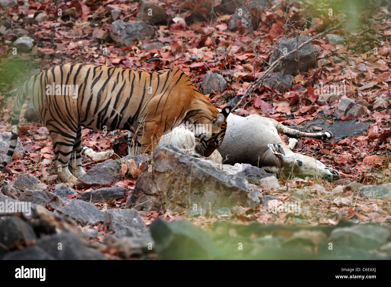 Tigre del Bengala mantenendo una vigilanza sulla sua uccisione di antilope Nilgai o Blue bull a Ranthambore. ( Panthera Tigris ) Foto Stock