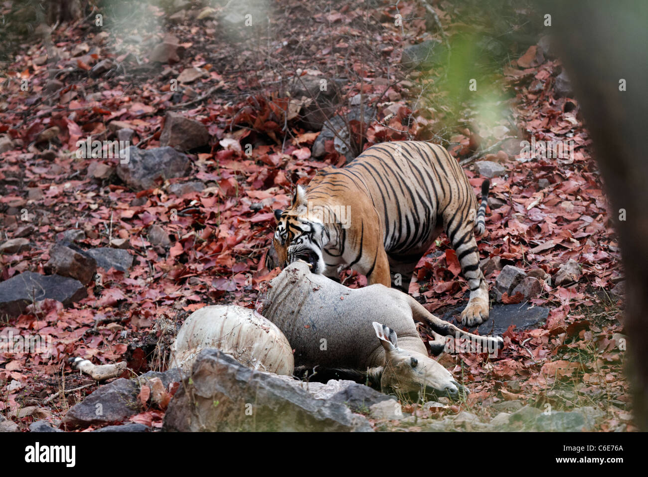 Tigre del Bengala dopo aver mangiato un Nilgai o Blue bull kill trascinando un luogo sicuro di Ranthambore, India. [Panthera Tigris] Foto Stock