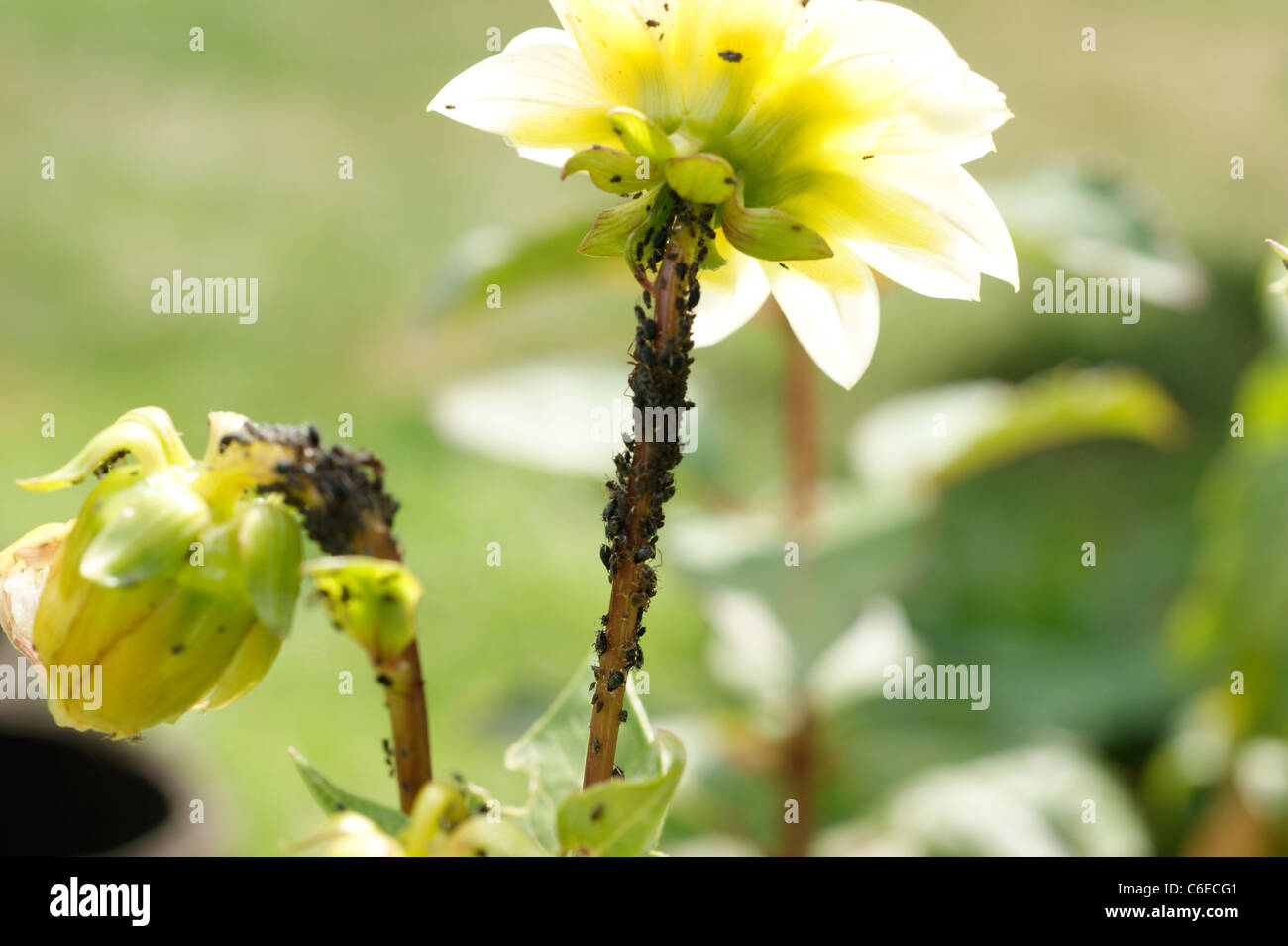 Blackfly (nero mosca) su dalie fiori noto per essere suscettibile di questo giardino peste in un giardino organico Foto Stock