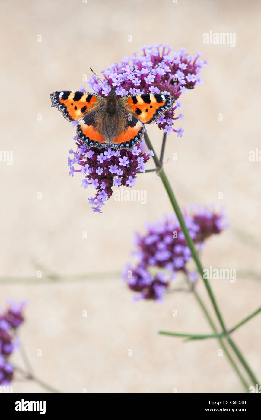 Aglais urticae. Piccola tartaruga farfalla sulla Verbena bonariensis fiori in un giardino inglese. Regno Unito Foto Stock