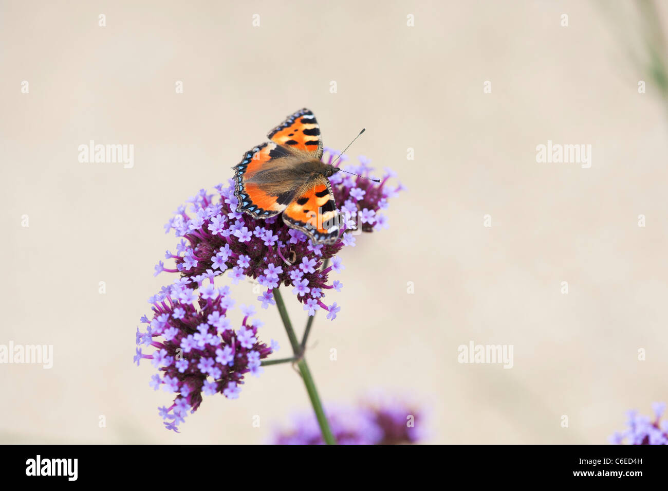 Aglais urticae. Piccola tartaruga farfalla sulla Verbena bonariensis fiori in un giardino inglese. Regno Unito Foto Stock