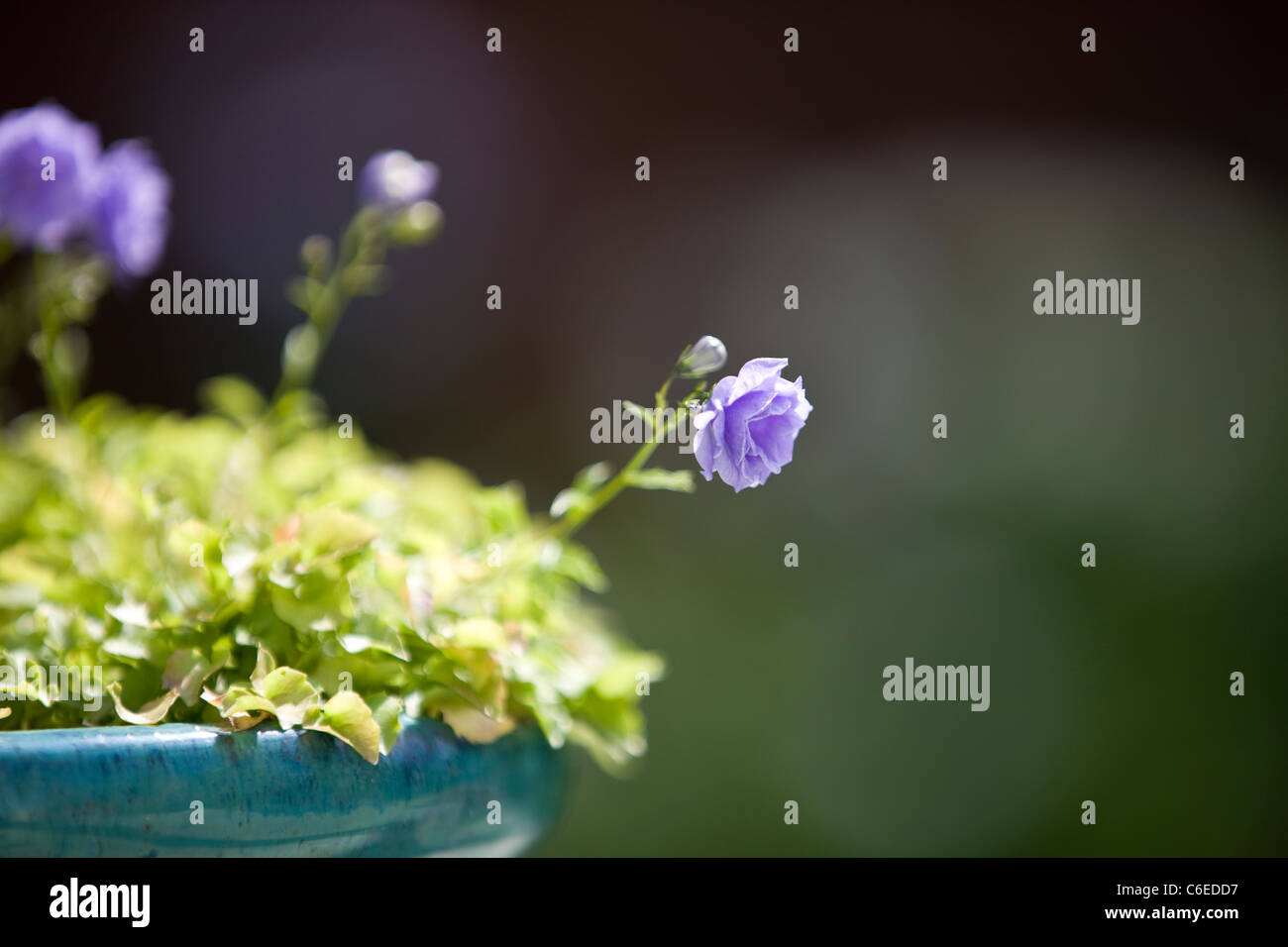 Un doppio fiore campanula, close-up Foto Stock