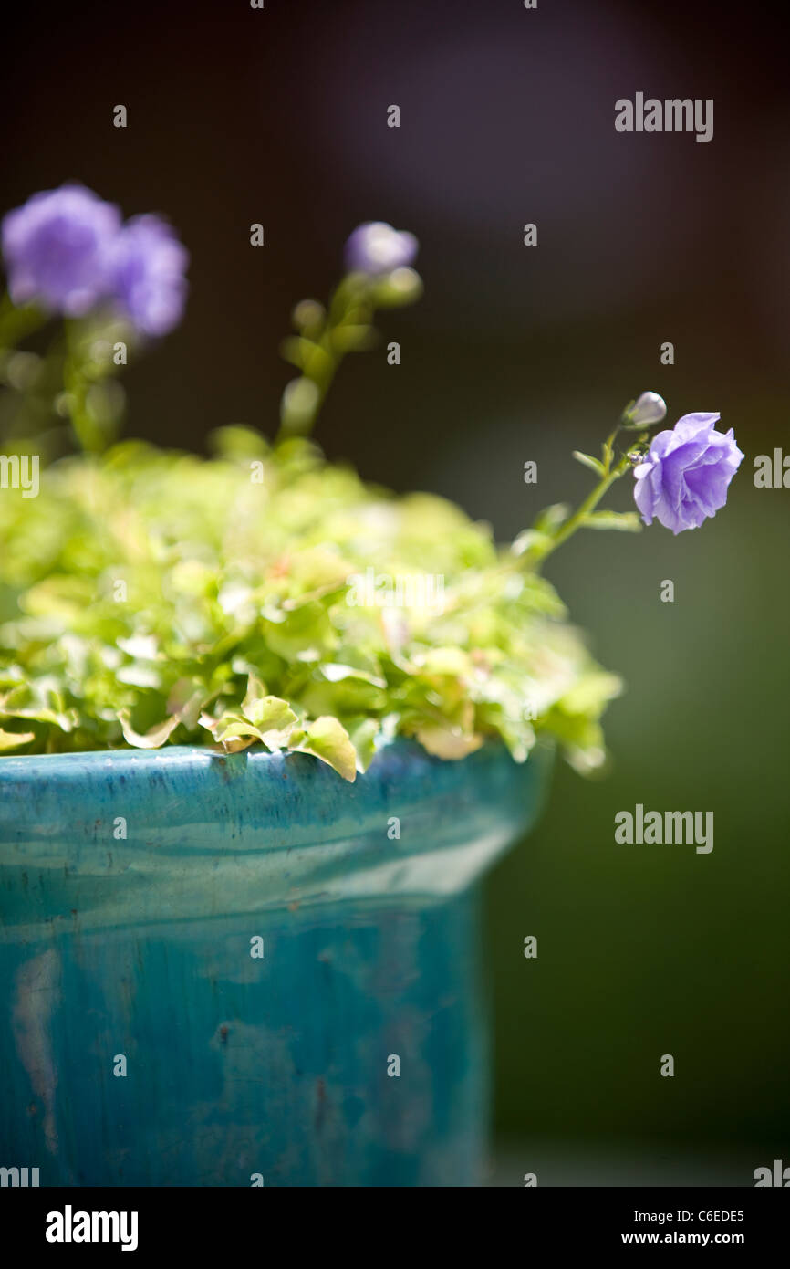 Un doppio fiore campanula, close-up Foto Stock