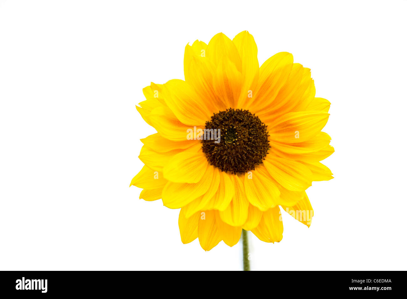 Un girasole, close-up, Helianthus annuus Foto Stock