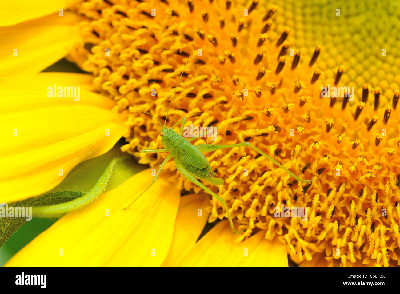 Mediterraneo - katydid Four-Spot Bush-Cricket (Phaneroptera nana) ninfa di donna in piedi su un girasole Foto Stock