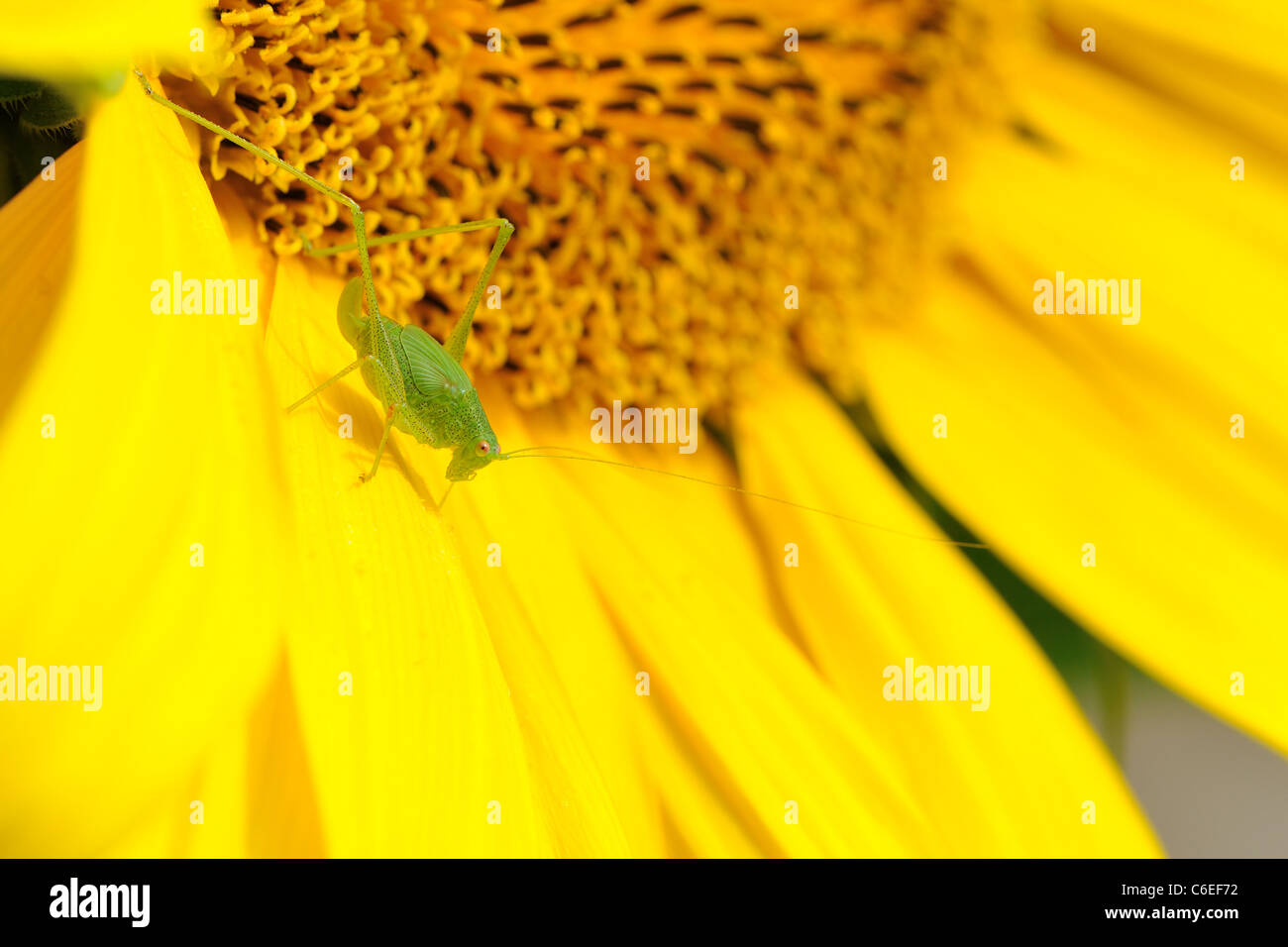 Mediterraneo - katydid Four-Spot Bush-Cricket (Phaneroptera nana) ninfa di donna in piedi su un girasole Foto Stock