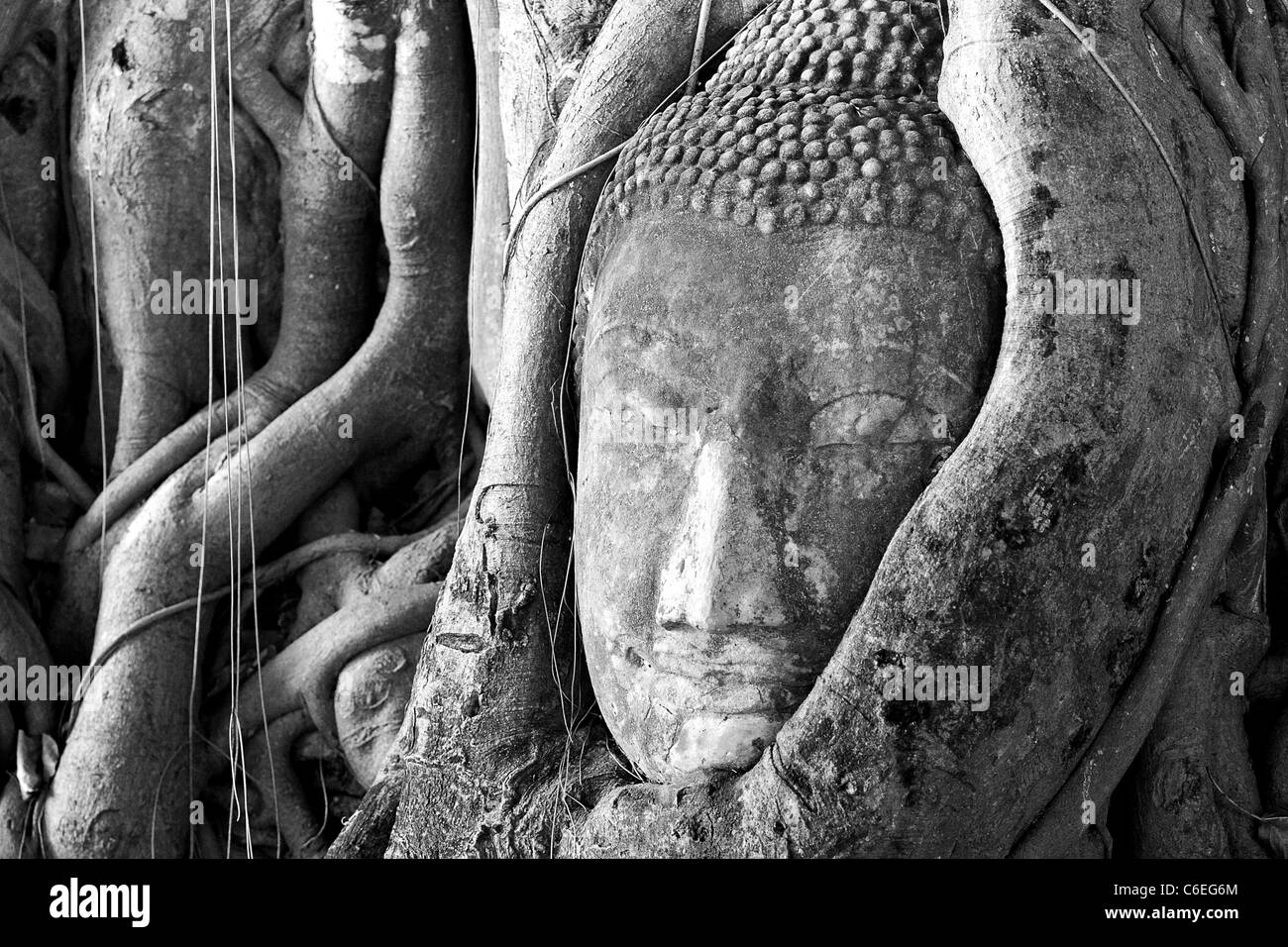 Testa di Buddha travolto dalle radici di una possente struttura Banyan Tree. Foto Stock
