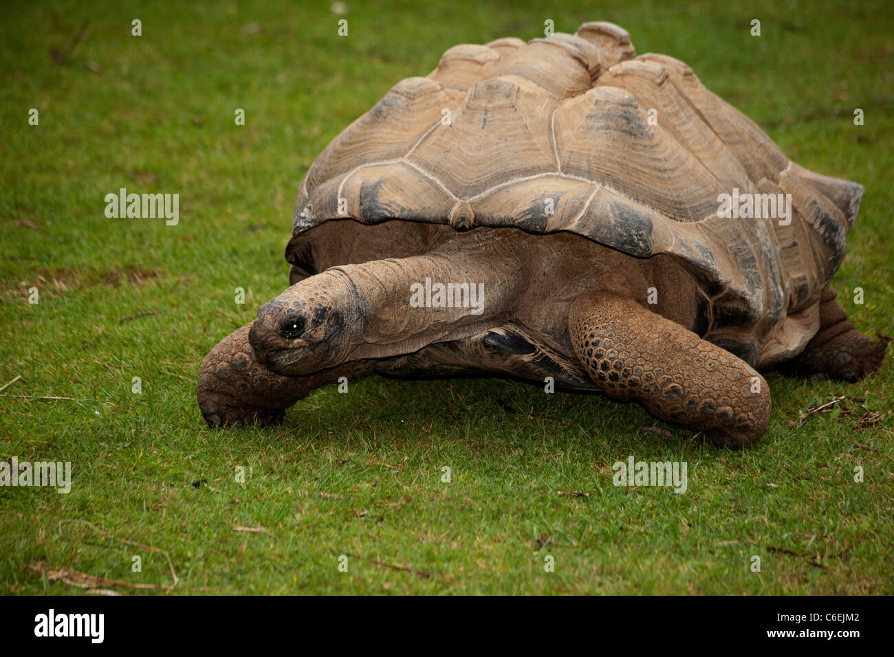 Aldabra tartaruga (Aldabrachelys gigantea) Foto Stock