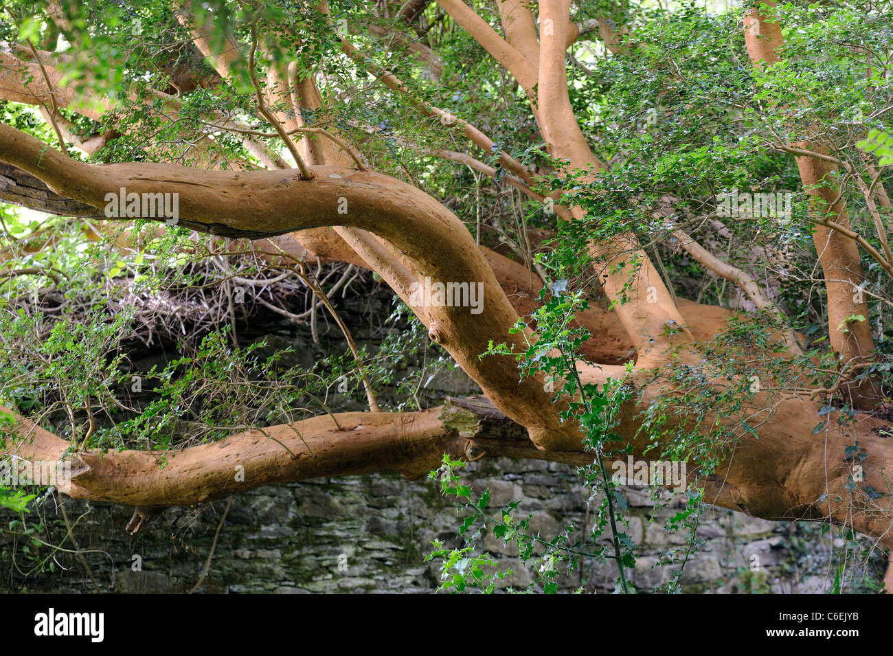 Mirto cileno, Luma apiculata Foto Stock