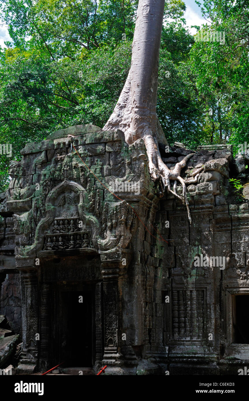 Ta Phrom Mahayana monastero buddista e università tempio complesso rovine coperte di strangler fig tree radici Cambogia Foto Stock