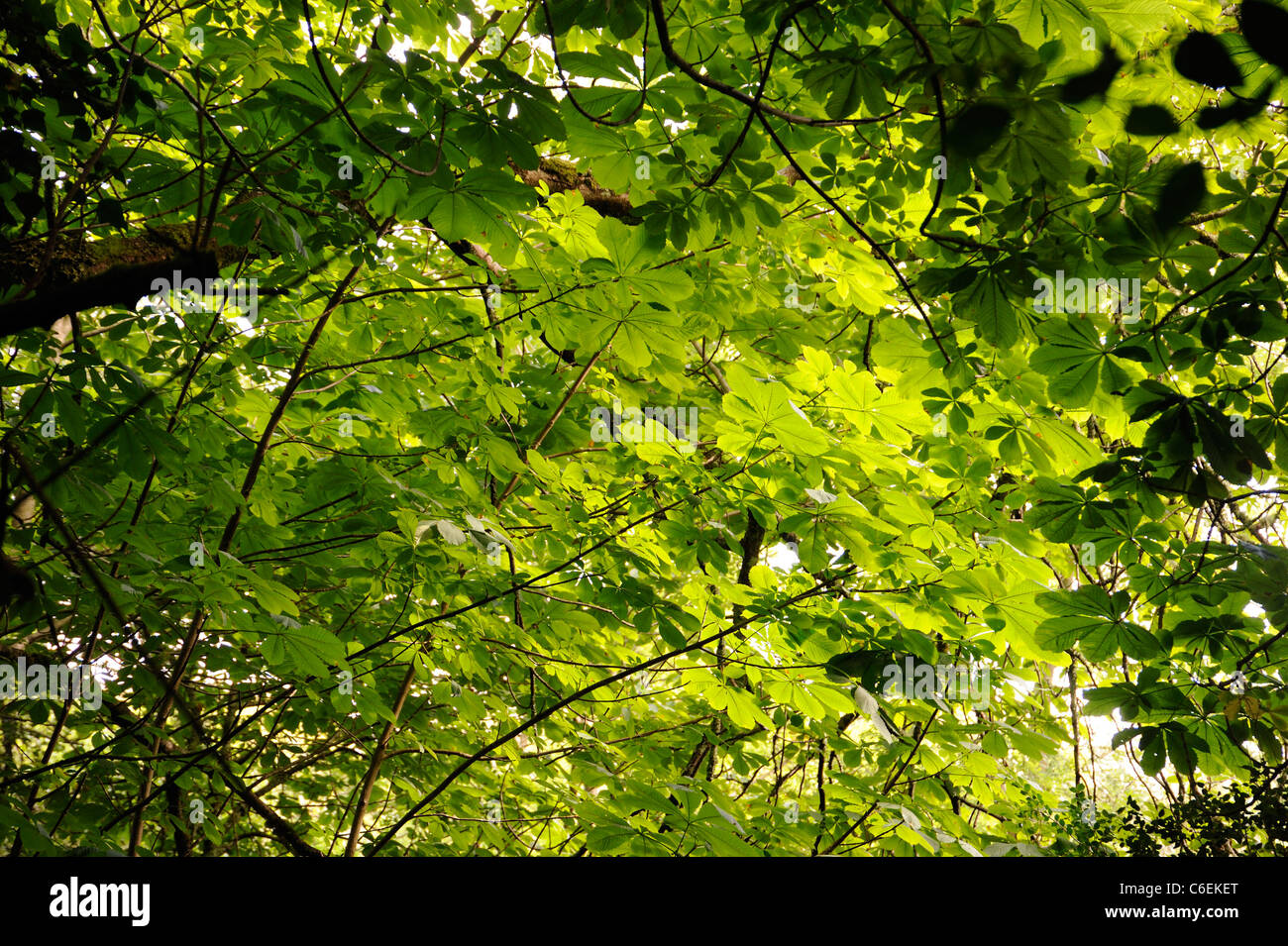 Ippocastano, Aesculus hippocastanum Foto Stock