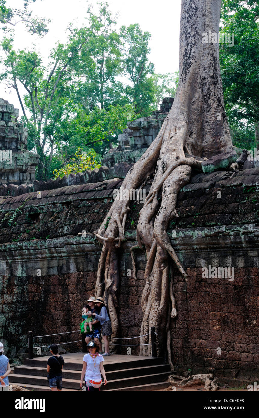 Ta Phrom Mahayana monastero buddista e università tempio complesso rovine coperte di strangler fig tree radici Cambogia Foto Stock