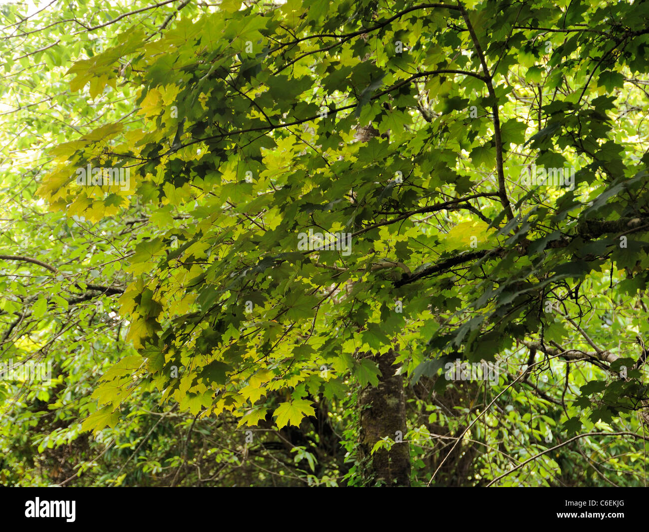 Norvegia Maple 'Schwedleri', Acer platanoides Foto Stock