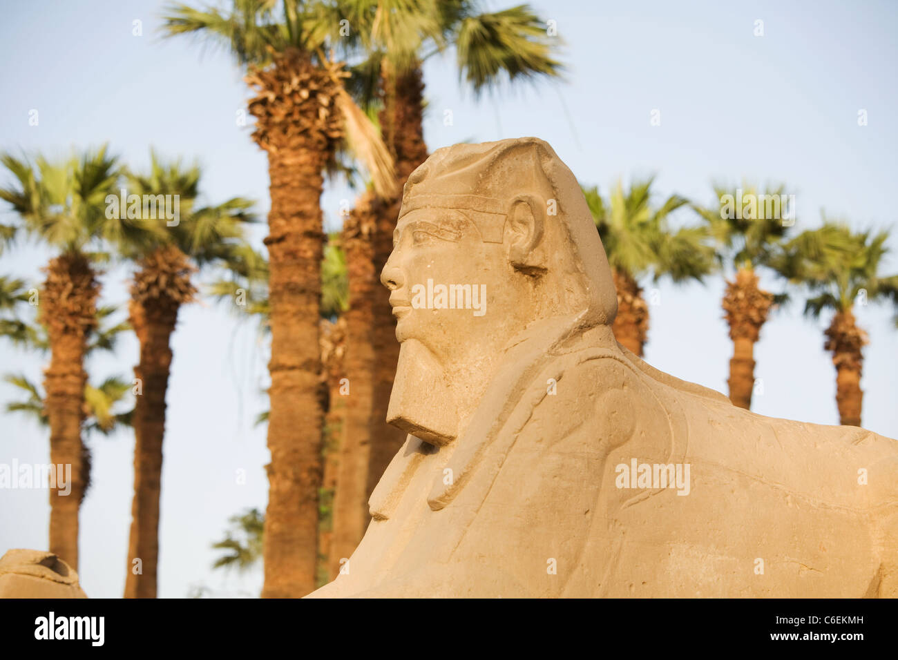 Uno della testa umana sfingi collocate lungo il viale di Sfingi a Luxor Tempio di Luxor, Egitto Foto Stock