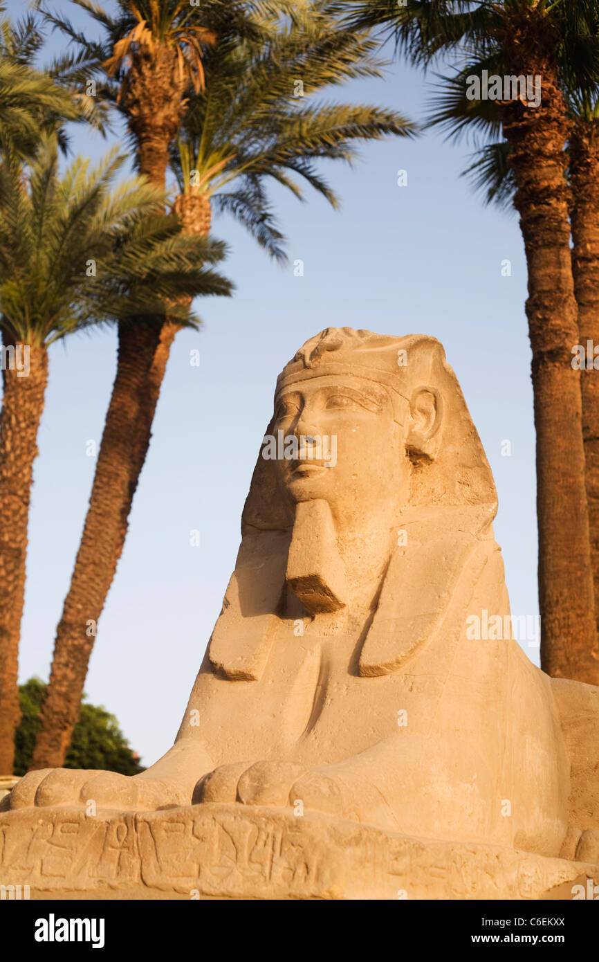 Uno della testa umana sfingi collocate lungo il viale di Sfingi a Luxor Tempio di Luxor, Egitto Foto Stock