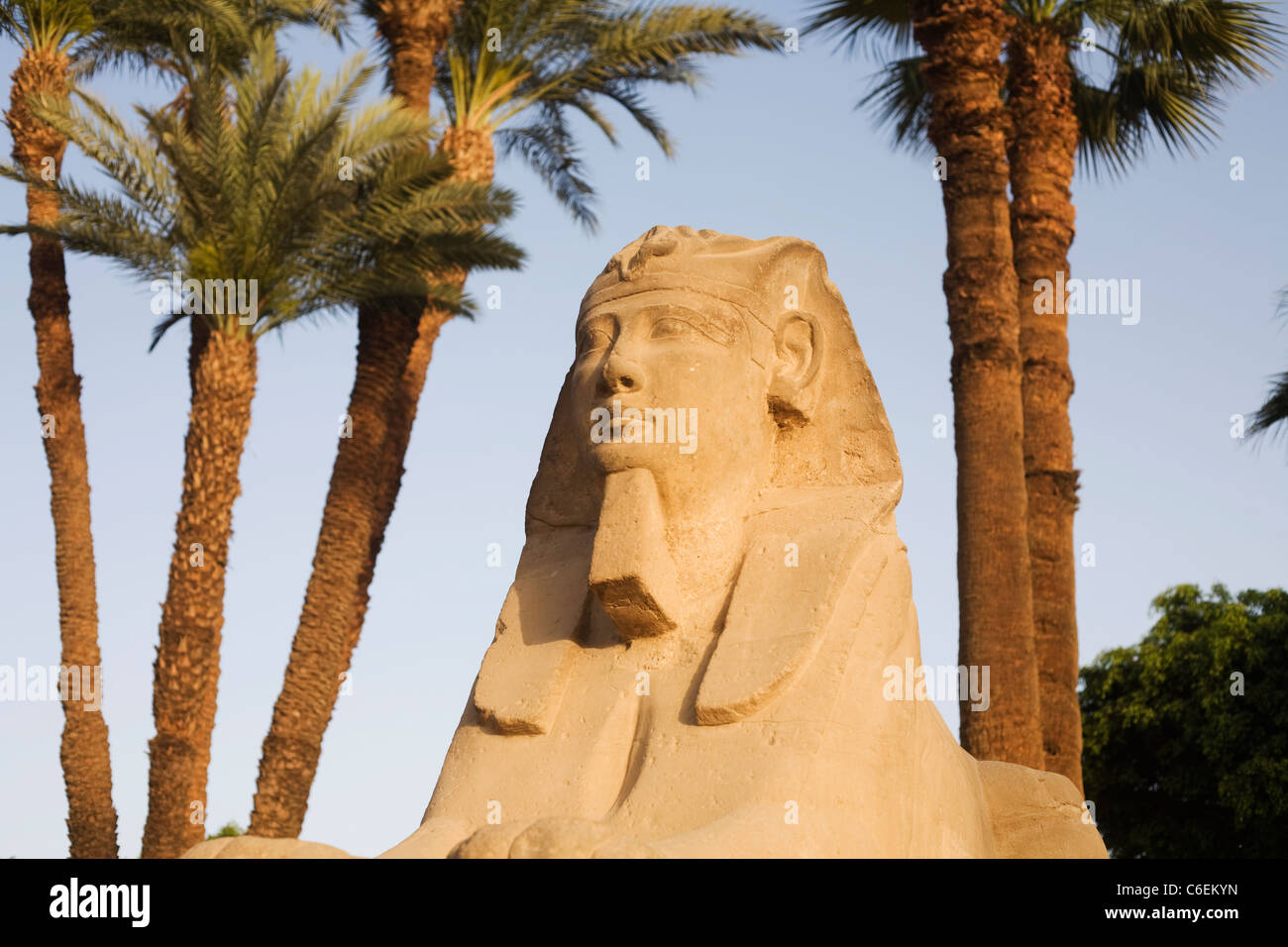 Uno della testa umana sfingi collocate lungo il viale di Sfingi a Luxor Tempio di Luxor, Egitto Foto Stock
